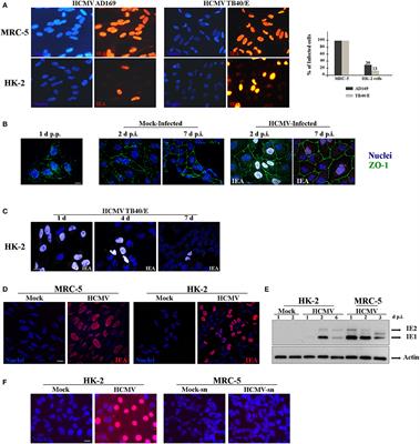 Human Cytomegalovirus Inhibits Autophagy of Renal Tubular Epithelial Cells and Promotes Cellular Enlargement